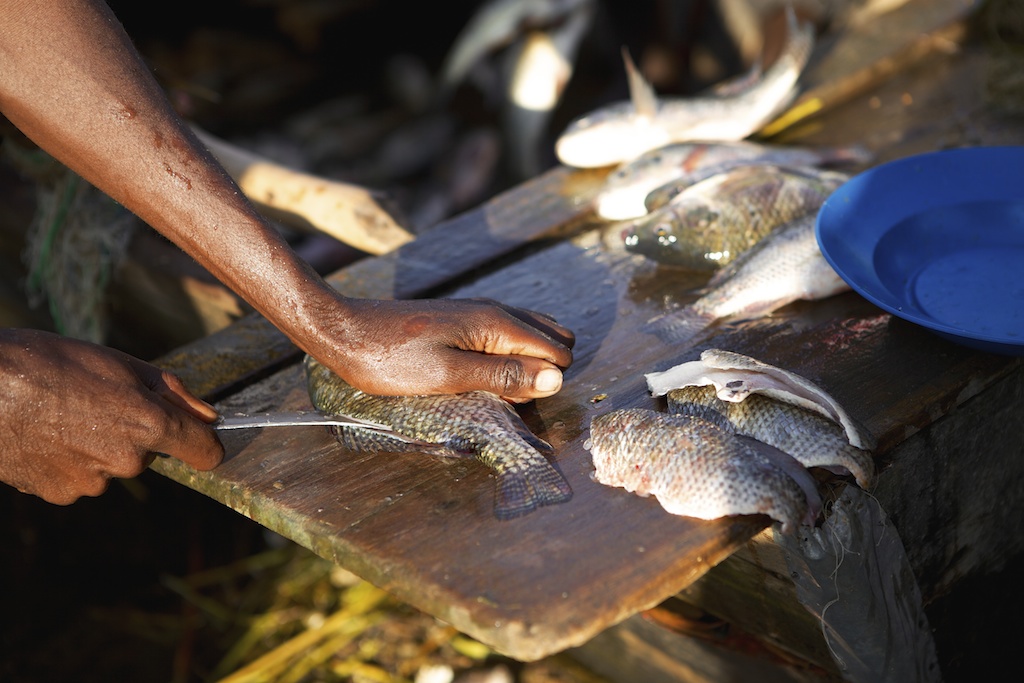 A fish being filleted on the back of a boat, Ethiopia