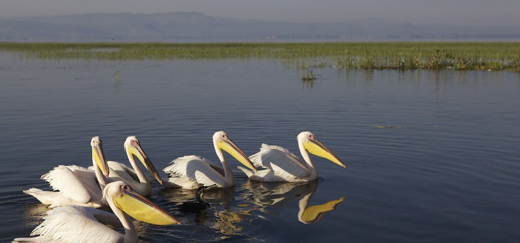 Pelicans on Lake Hawassa, Ethiopia.