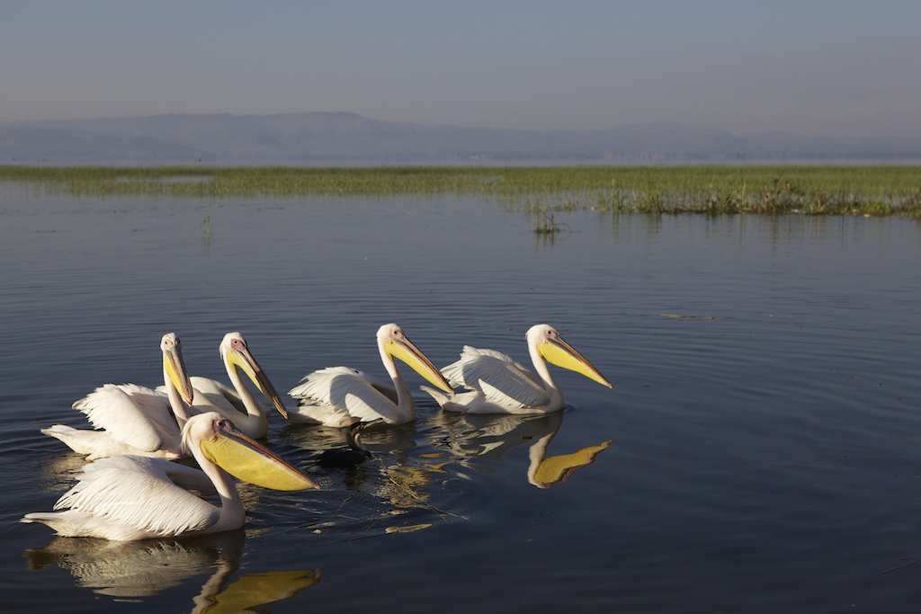 Pelicans on Lake Hawassa, Ethiopia.