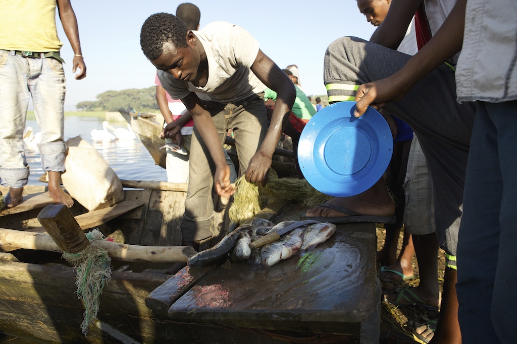 Freshly caught Talapia being sold by fishermen, Lake Hawassa, Ethiopia.