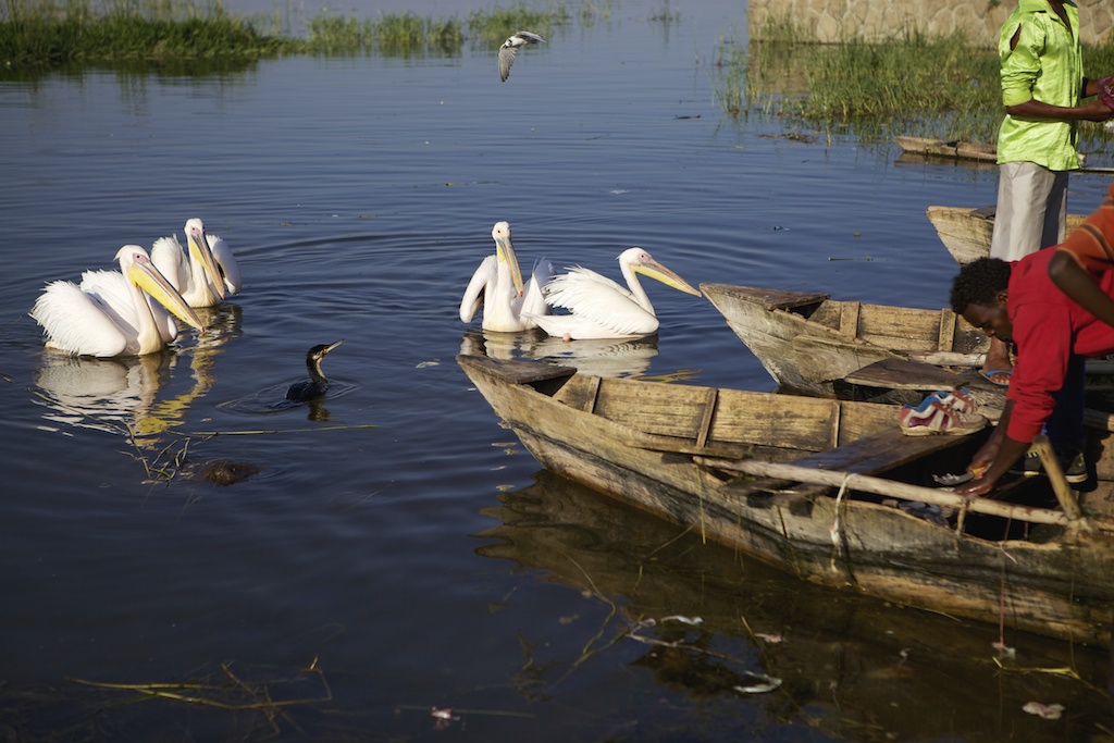 Pelicans, kingfisher and cormorant look for scraps as the fishermen unload their catches in the early morning sun, Lake Hawassa, Ethiopia.