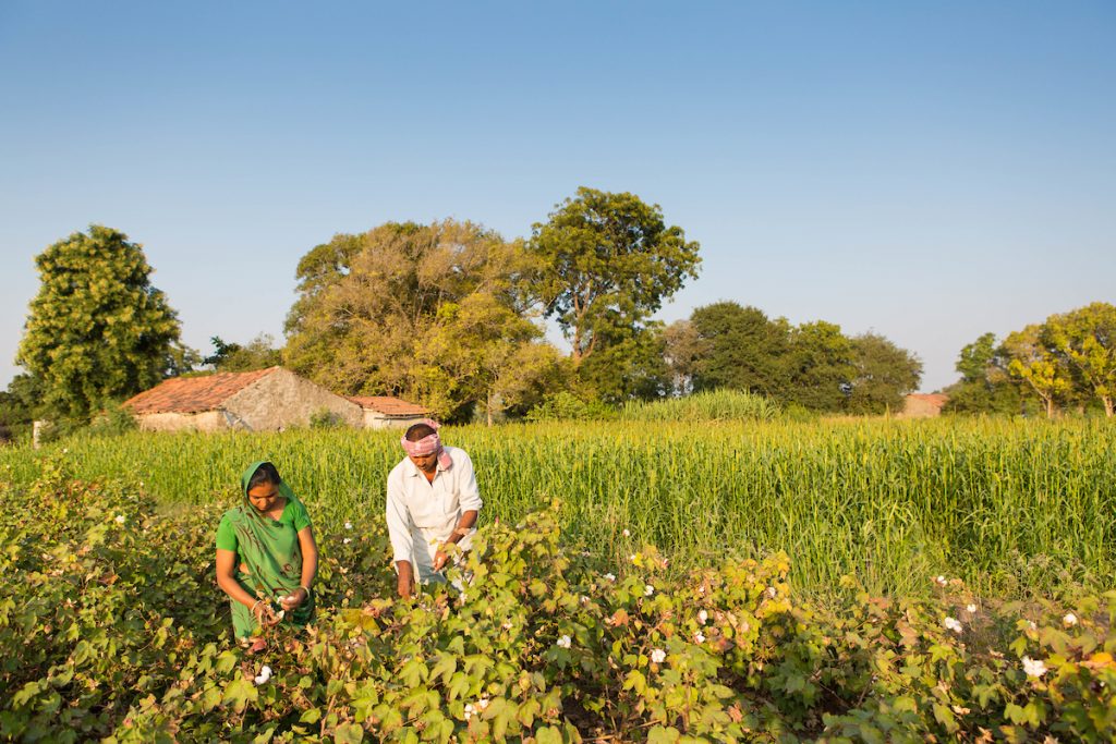 man and woman harvesting cotton on a farm, India
