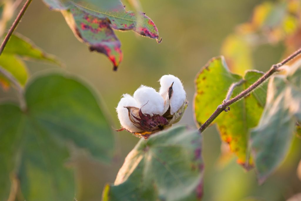 Organic cotton balls growing on cotton plants in India
