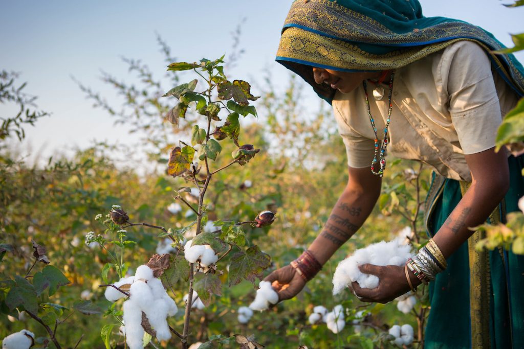 Harvesting organic cotton on a farm in Sendhwa, India.