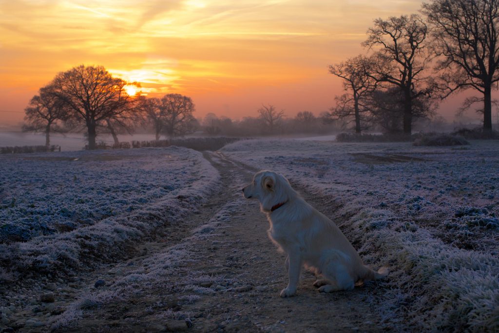 a golden retriever in a frosty field in winter at sunrise