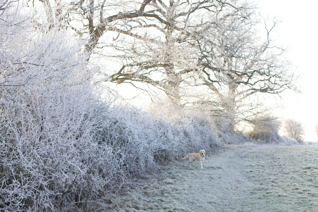 A golden retriever in a field with a frosted winter white hedge row.
