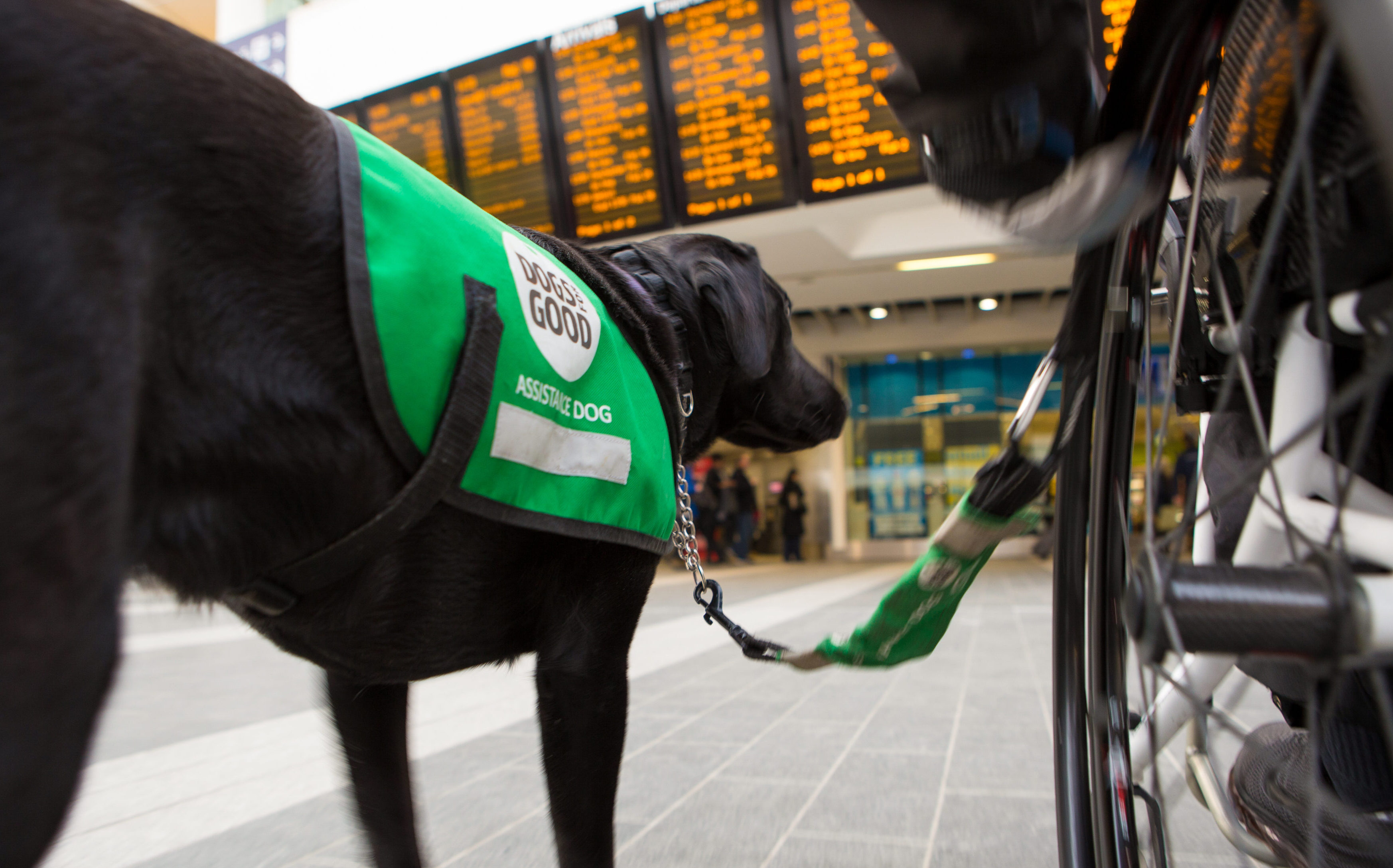 Dogs for Good assistance dog walking alongside a wheelchair user at a train station