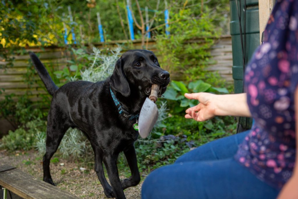 A dog brings a trowel over to a lady who is gardening